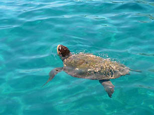 Caretta-Caretta turtle